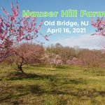 Thumbnail picture of Apple Blossom Drone Video at Hauser Hill Farms