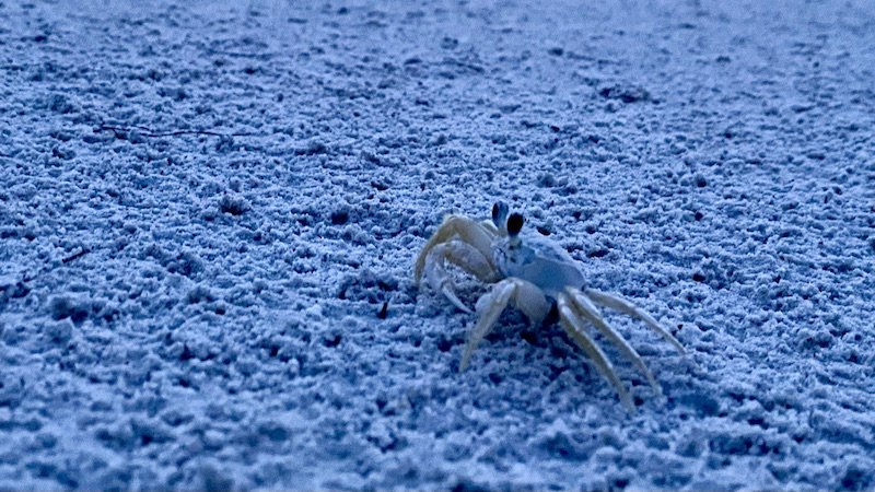 A ghost crab on the beach in Indian Shores, FL.